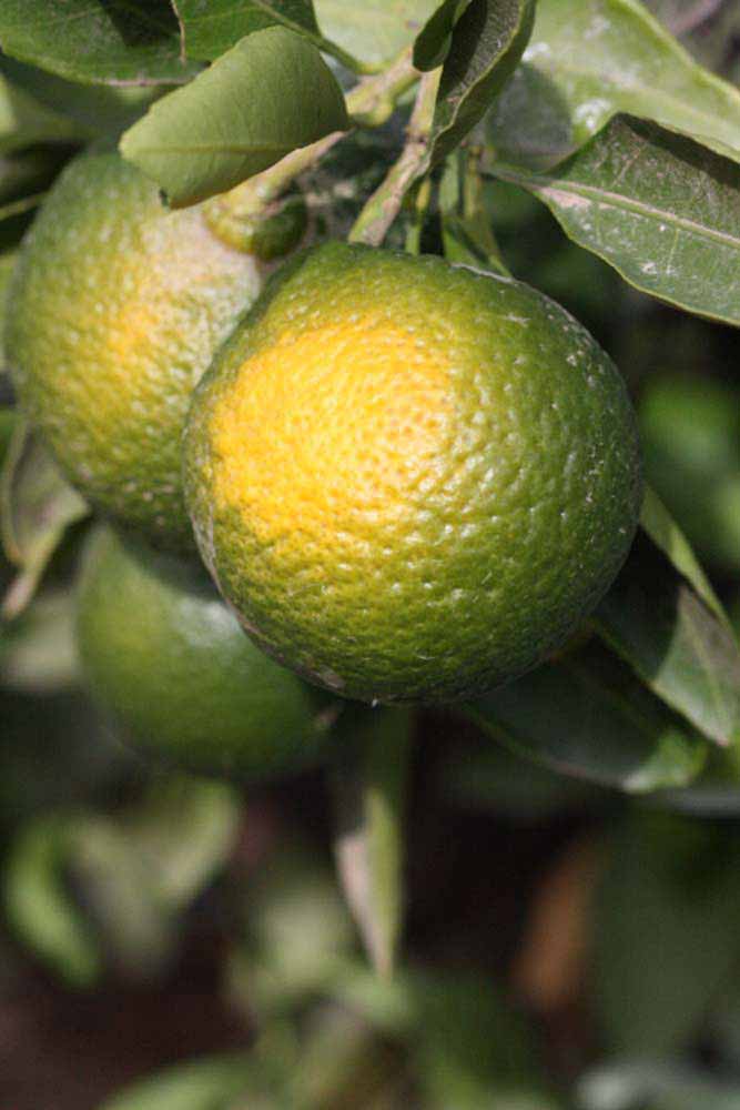            Immature fruit (Riverside, CA)   